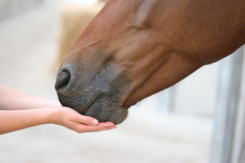 Bénédicte Wagner – Massages Energétiques Equins