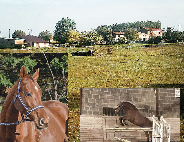 LE BUFFALO DE L’OUEST