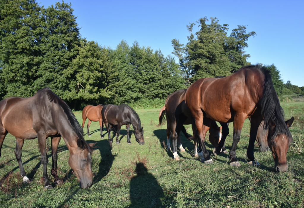 Vermifuger Son Cheval Cheval Partenaire