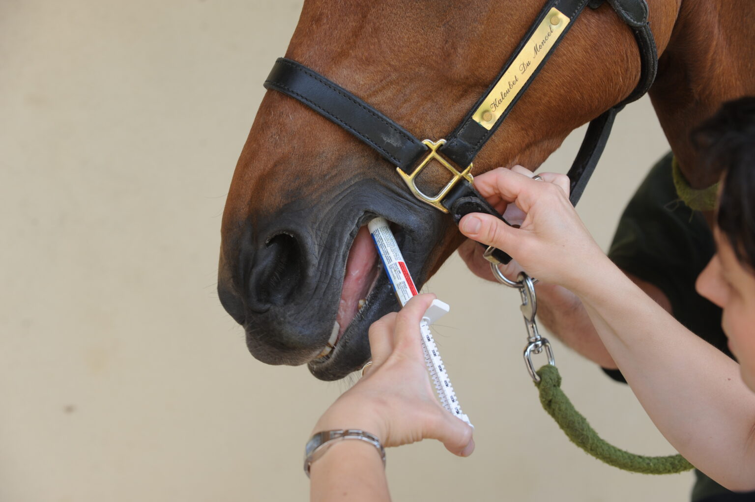 Les 6 Bonnes Raisons De Vermifuger Son Cheval