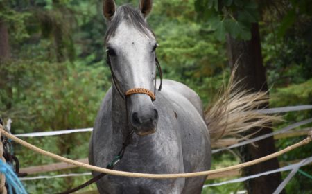 bouchon-oesophagien-cheval