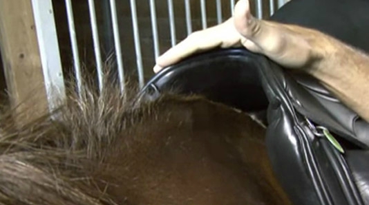 blog saddle fitting garrot