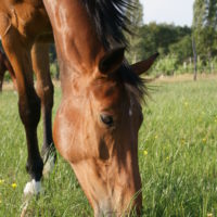 Selle français de 8 ans au moment des débuts du déclenchement de son Headshaking. Ce cheval a débuté ses symptômes au printemps.