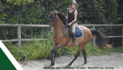 dentisterie-cheval