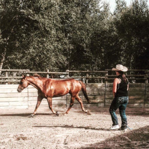 equitation-western-et-ethologie