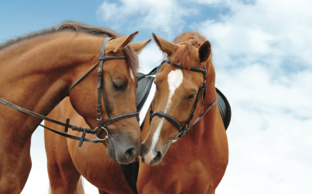 equestrassur-assurance-cheval