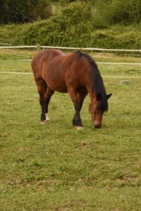 herbe et fourbure chez le cheval
