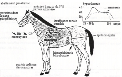 symptômes piroplasmose cheval et babesia