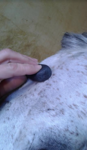 massage du cheval