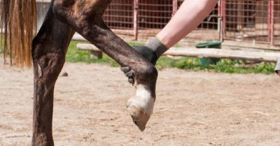 entorse cheval