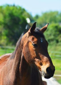 les tics chez le cheval