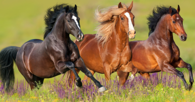 De magnifiques chevaux au galop