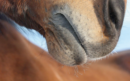 l'asthme du cheval