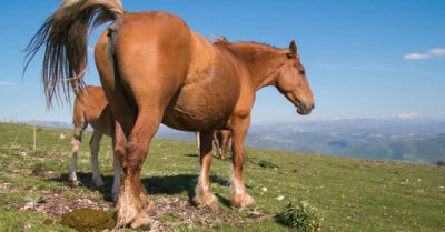 La diarrhée chez le cheval