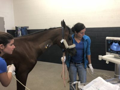 La clinique Equitom explique les problèmes de respiration du cheval