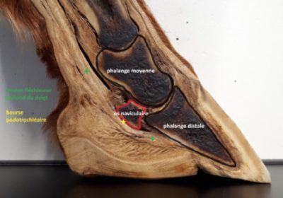 Anatomie du pied du cheval