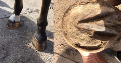 test produit pour les fourchettes pourries chez le cheval | Cheval ...