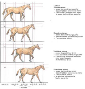 schéma du syndrome naviculaire du cheval