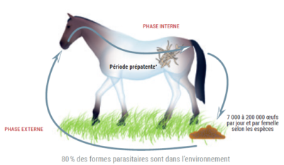 Le schema equin des parasites chez le cheval