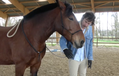 Renaud Subra et comment faire céder la tête du cheval