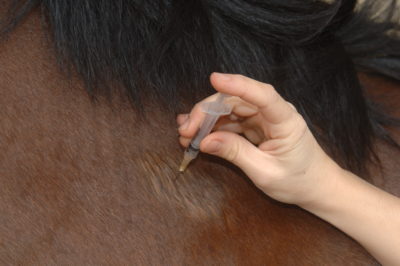 La vaccination du cheval Laurioux