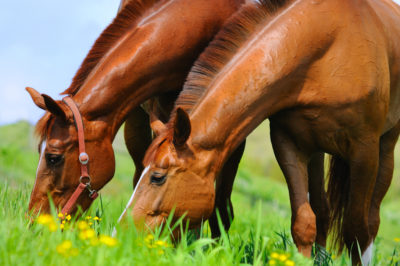 La vermifugation des chevaux au printemps
