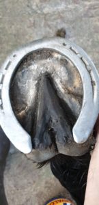 Soigner les fourchettes du cheval