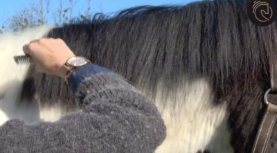 Comment entretenir la crinière du cheval