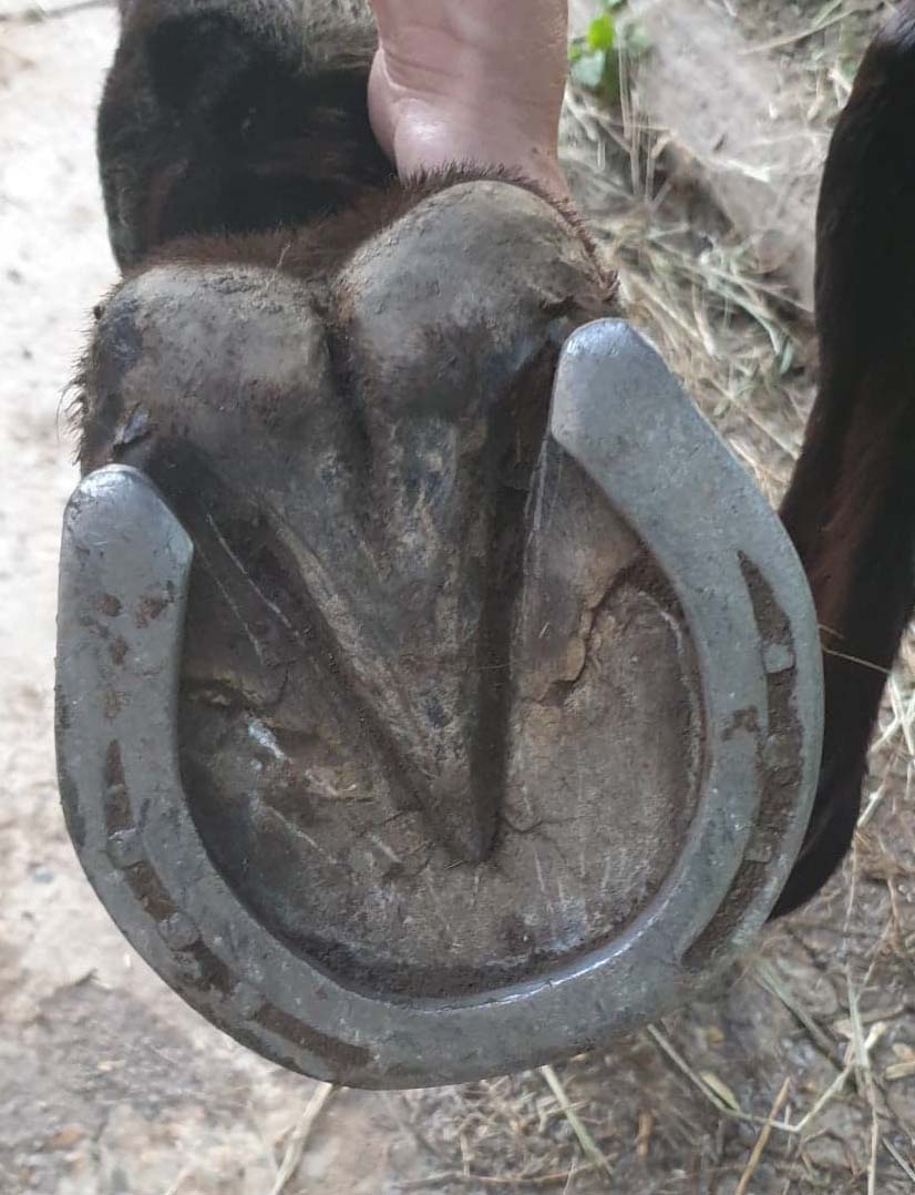 pieds-pourris-cheval