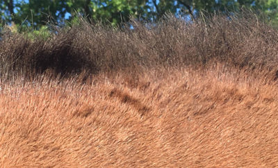 La crinière du cheval appauvrie liée aux démangeaisons