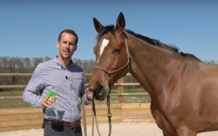 Comment désensibiliser son cheval au spray