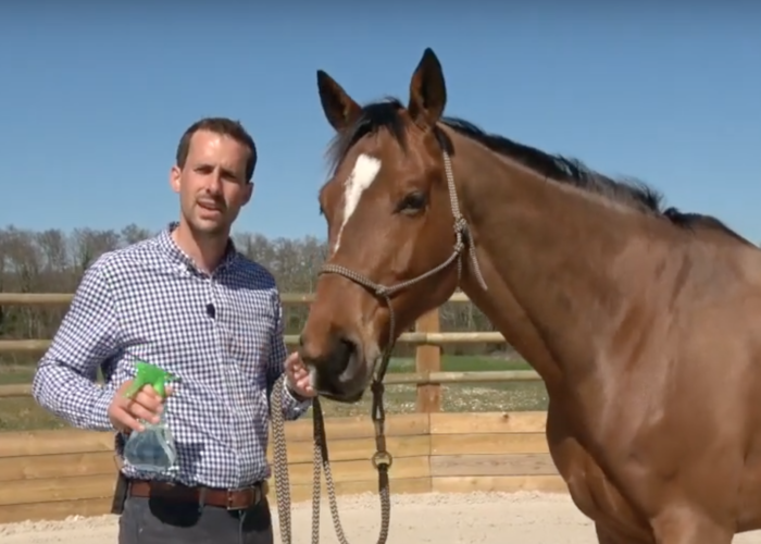Comment désensibiliser son cheval au spray