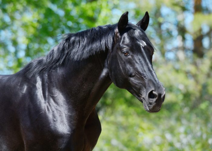 Magnifique cheval noir