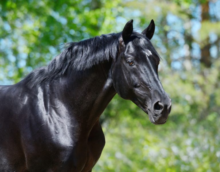 Magnifique cheval noir | Cheval Partenaire