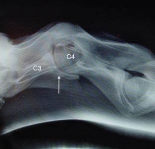 Luxation incomplète d’une articulation chez le cheval