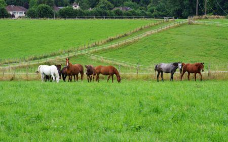 Comment bien valoriser l'herbe pour le cheval ?