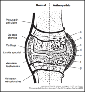 A gauche, une articulation synoviale normale avec le cartilage articulaire, le liquide synovial, la membrane et la capsule articulaires; à droite les changements visibles en cas d'arthropathie : a. épaississement capsulaire, b. synovite, c. dégénéréscence cartilagineuse, d. dégénéréscence du liquide synovial, e. ostéophytes, f. lésions kystiques sous-chondrales, g. changements vasculaires