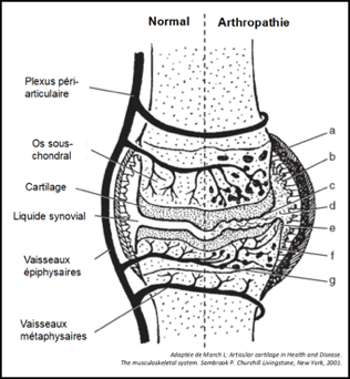 A gauche, une articulation synoviale normale avec le cartilage articulaire, le liquide synovial, la membrane et la capsule articulaires; à droite les changements visibles en cas d'arthropathie : a. épaississement capsulaire, b. synovite, c. dégénéréscence cartilagineuse, d. dégénéréscence du liquide synovial, e. ostéophytes, f. lésions kystiques sous-chondrales, g. changements vasculaires