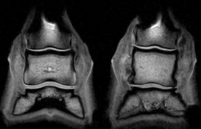 arthropathie articulaire chez le cheval