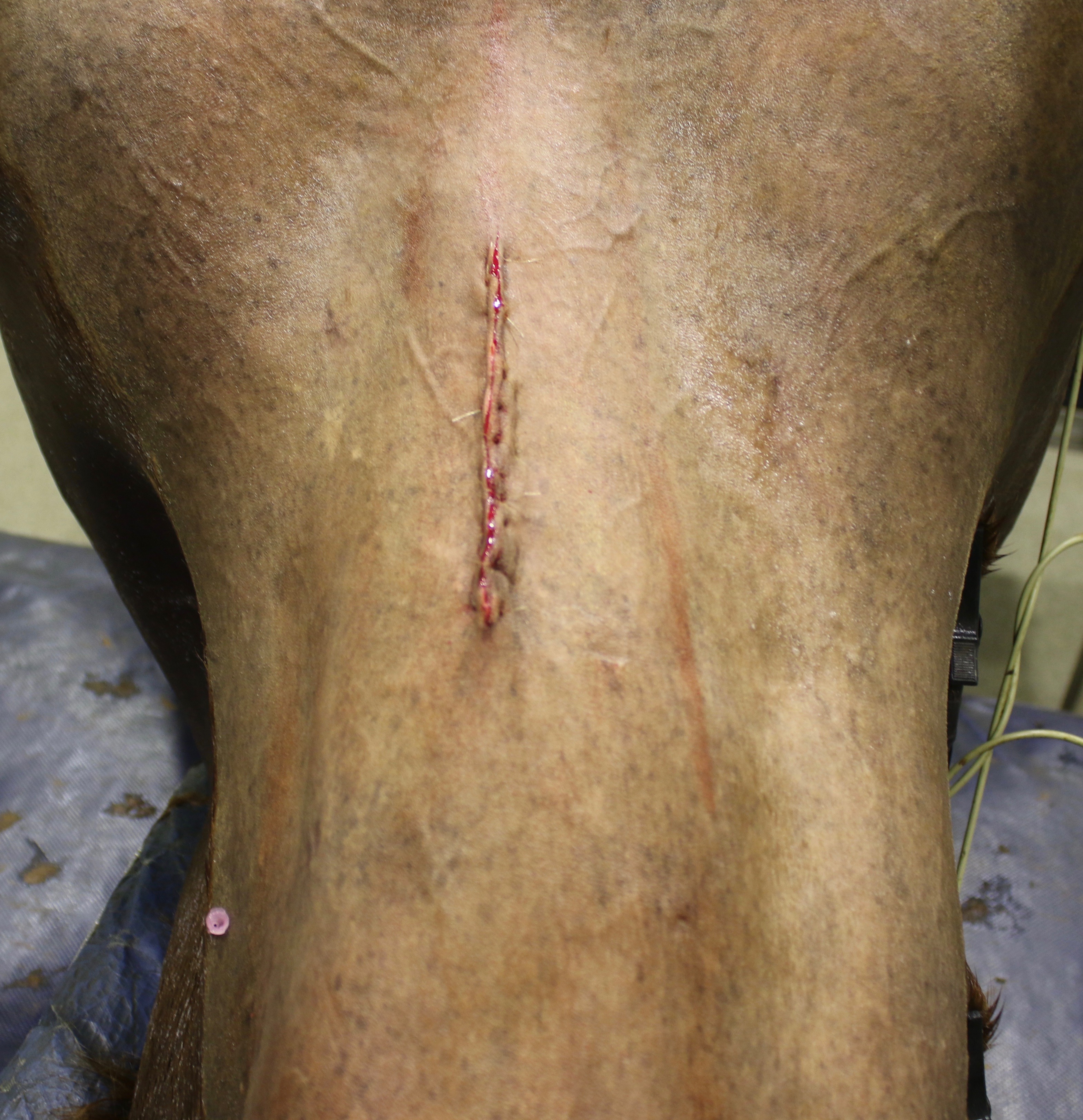 L'incision du cheval après fermeture.