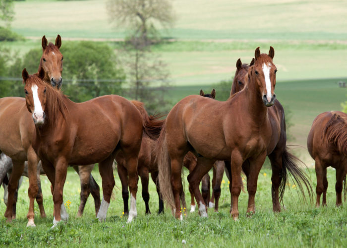 La vie en troupeau pour les chevaux
