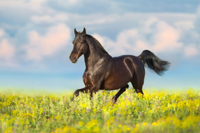 Comment gérer le stress du cheval ?