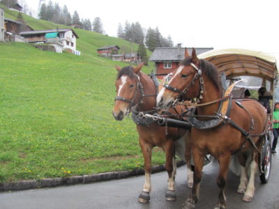 Le transport vhae braunwald pour le cheval