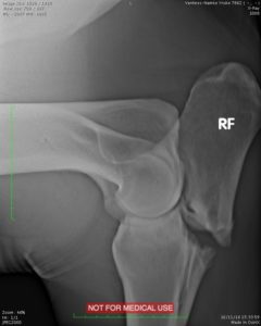 Fracture du coude chez le cheval