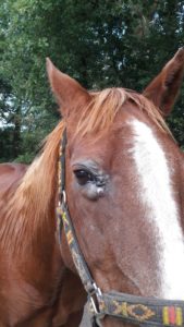 Forme mixte du sarcoide chez le cheval