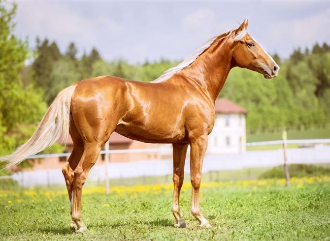 La gamme des suppléments pour les chevaux
