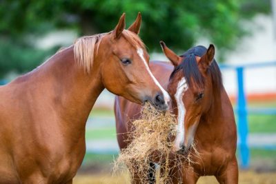 Le foin et la santé du cheval