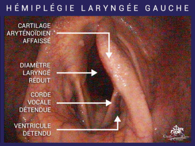 Larynx affaibli du cheval