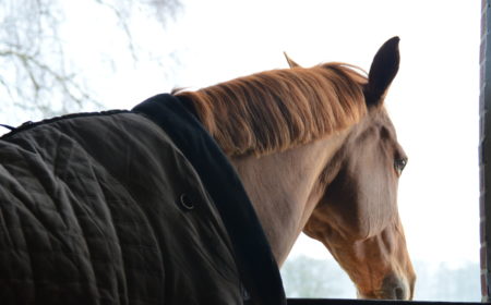 Le bien-être animal