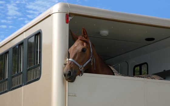 Le transport des chevaux